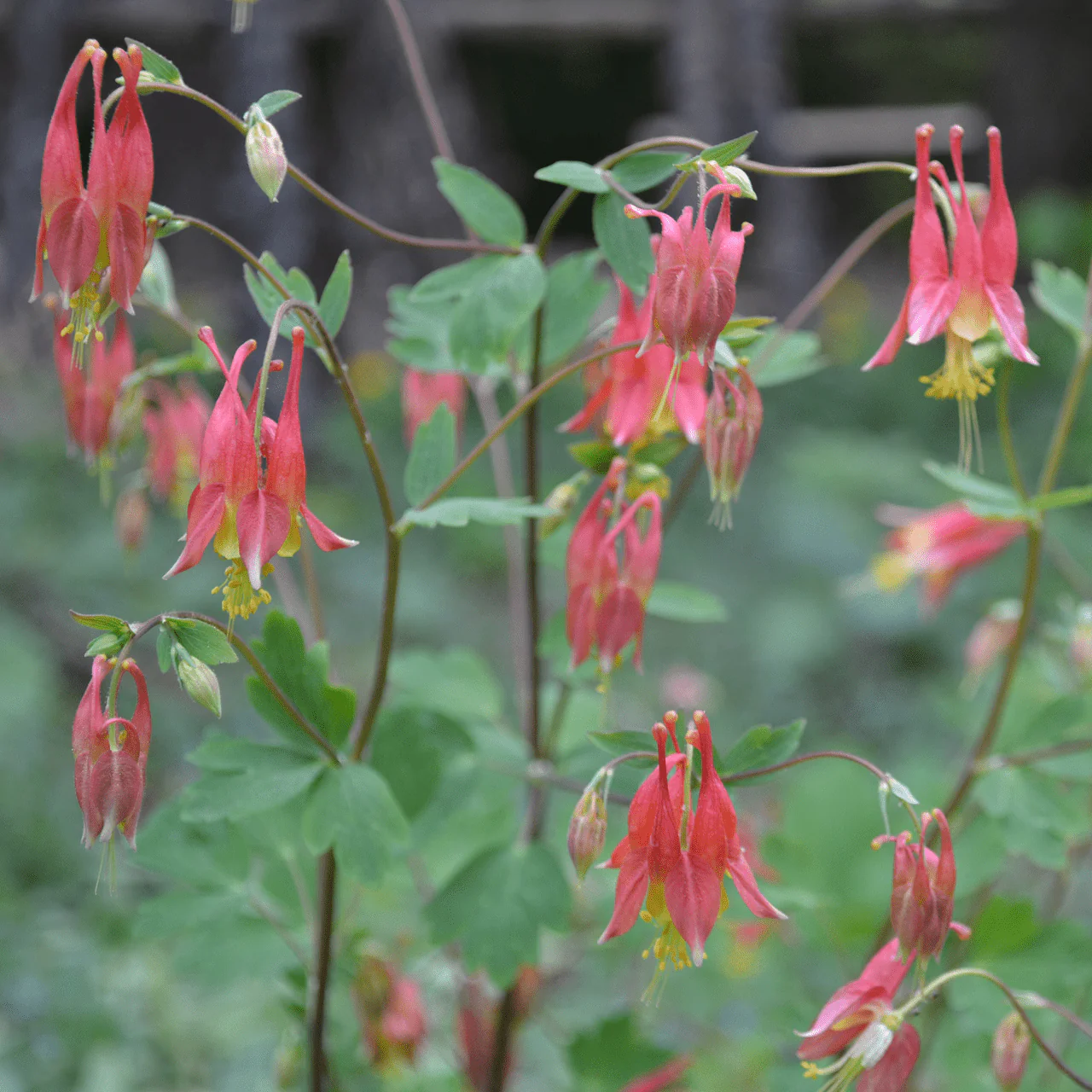 Eastern Red Columbine (Aquilegia canadensis) - Image 2