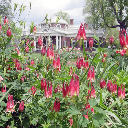 Eastern Red Columbine Seeds (Aquilegia canadensis) - Image 3