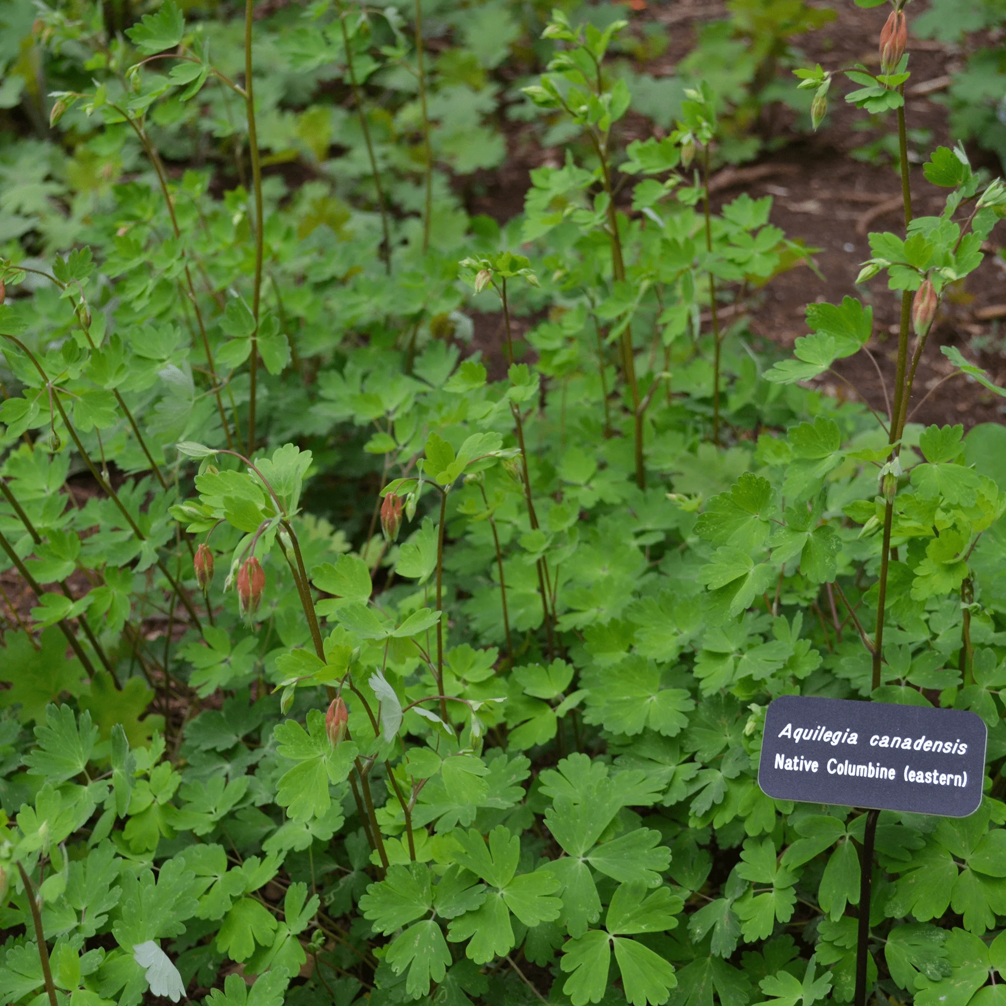 Eastern Red Columbine Seeds (Aquilegia canadensis) - Image 4
