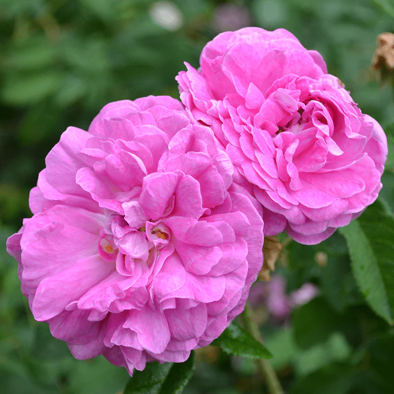 'Elegant Gallica' Rose (Rosa gallica 'Officinalis' variety)