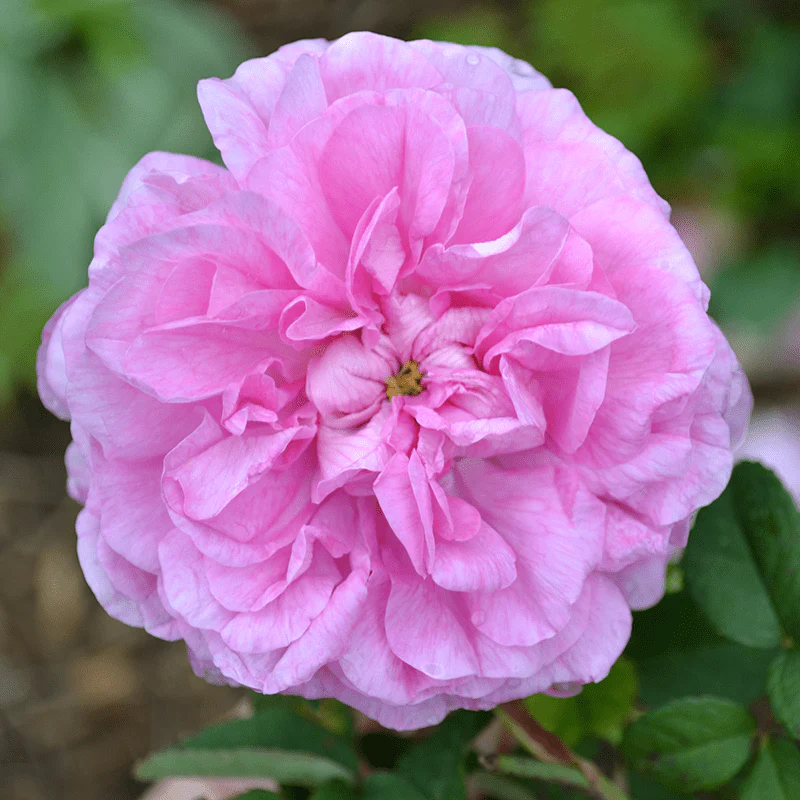 'Elegant Gallica' Rose (Rosa gallica 'Officinalis' variety) - Image 2