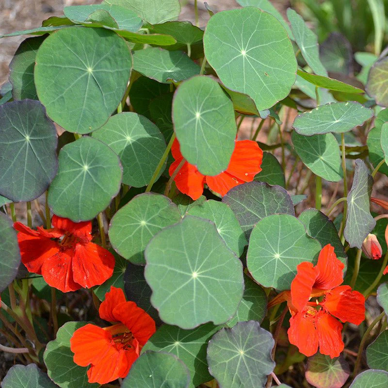 Empress of India Nasturtium Seeds (Tropaeolum minus cv.) - Image 2
