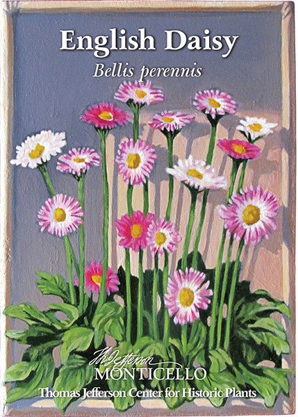 English Daisy Seeds (Bellis perennis) - Image 3