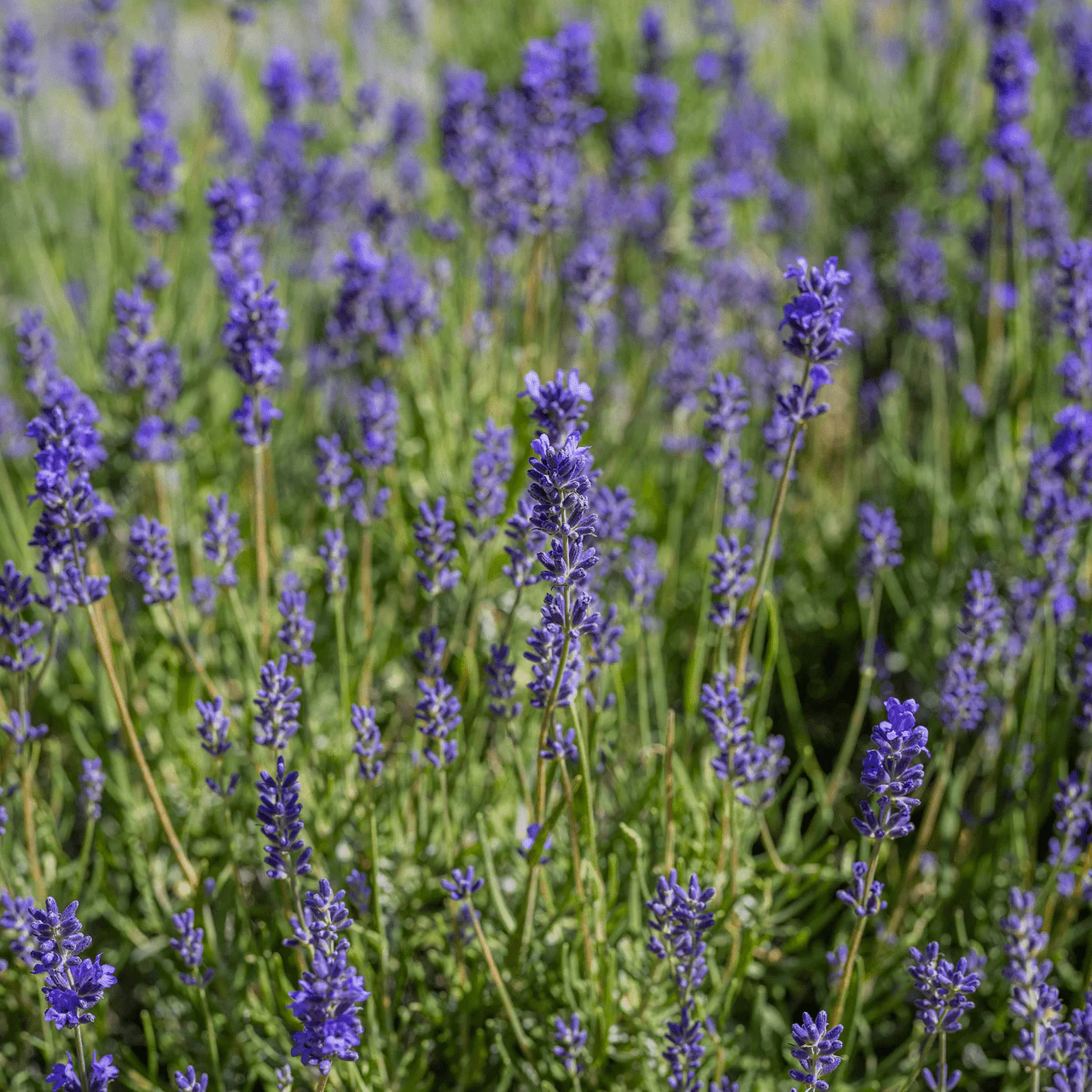 English Lavender (Lavandula angustifolia) - Image 3
