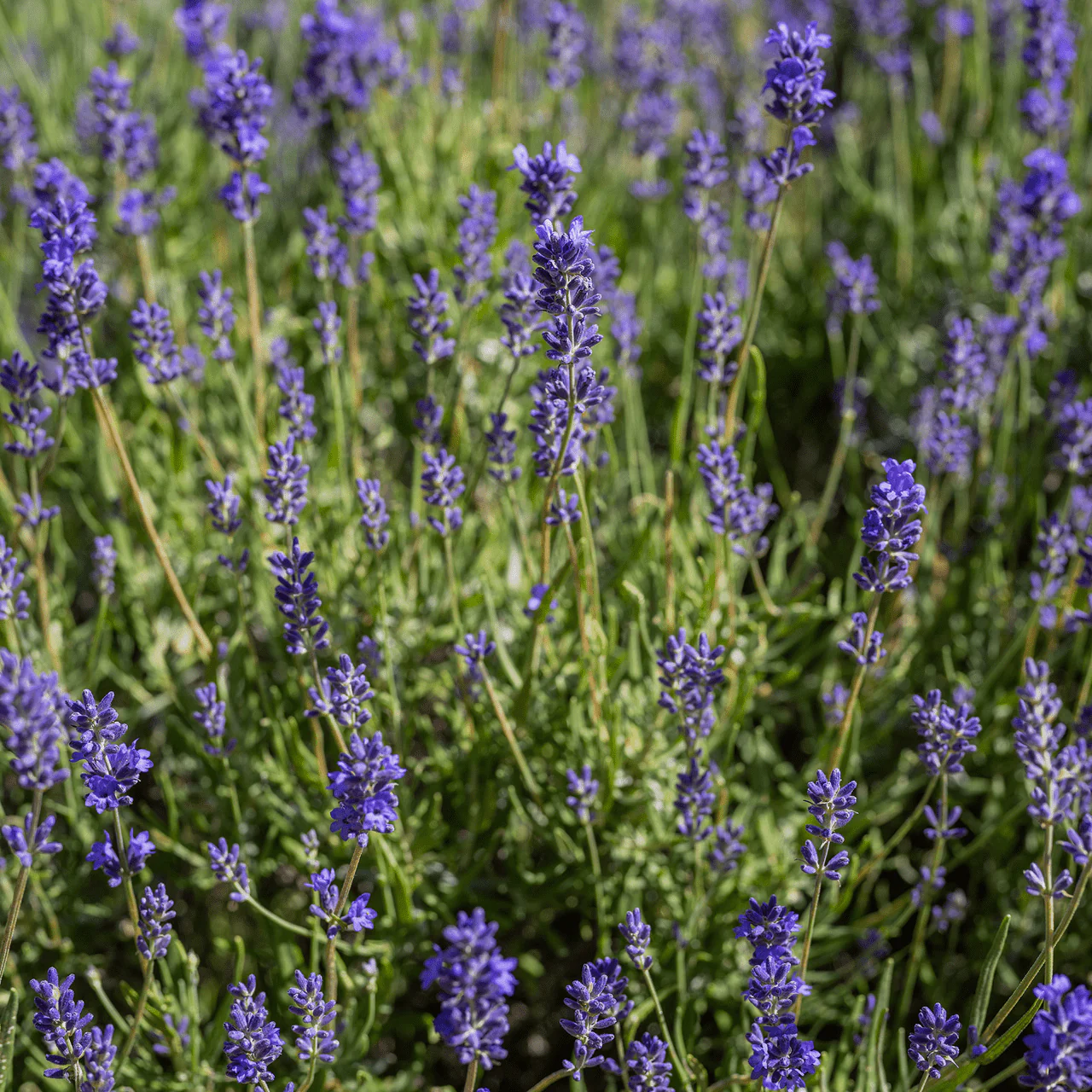 English Lavender Seeds (Lavandula angustifolia) - Image 3