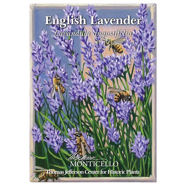 English Lavender Seeds (Lavandula angustifolia) - Image 5