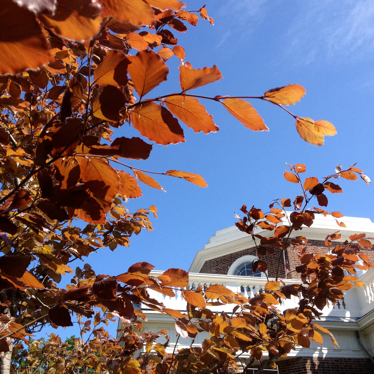 European Copper Beech (Fagus sylvatica 'Atropunicea') - Image 2