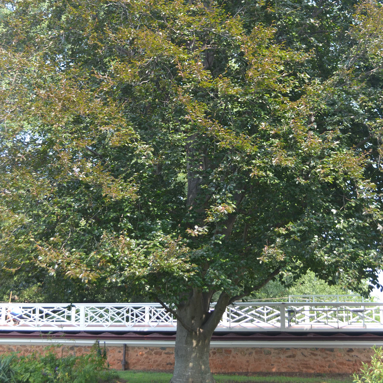European Copper Beech (Fagus sylvatica 'Atropunicea') - Image 3