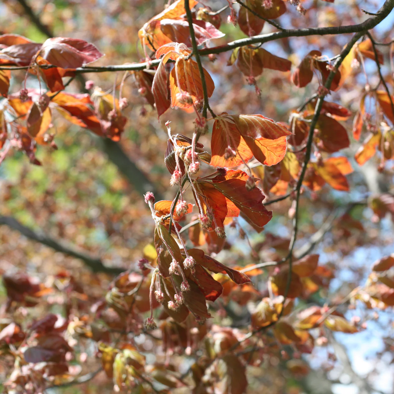 European Copper Beech (Fagus sylvatica 'Atropunicea') - Image 4