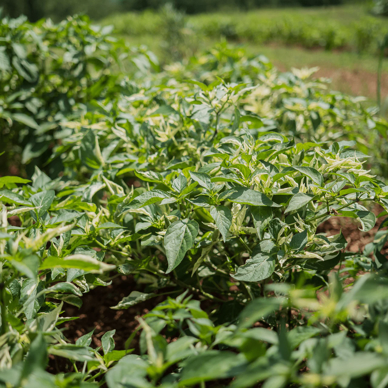 Fish Pepper Seeds (Capsicum annuum) - Image 2