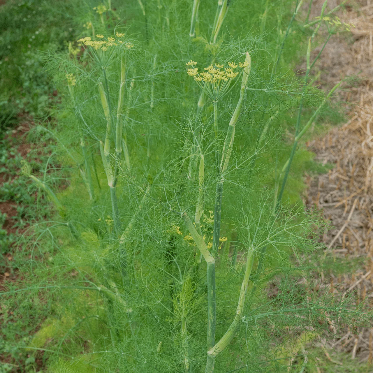 Florence Fennel Seeds (Foeniculum vulgare azoricum) - Image 3