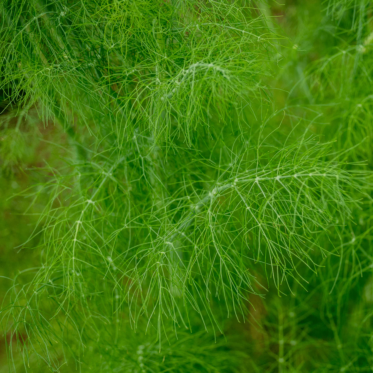 Florence Fennel Seeds (Foeniculum vulgare azoricum) - Image 4