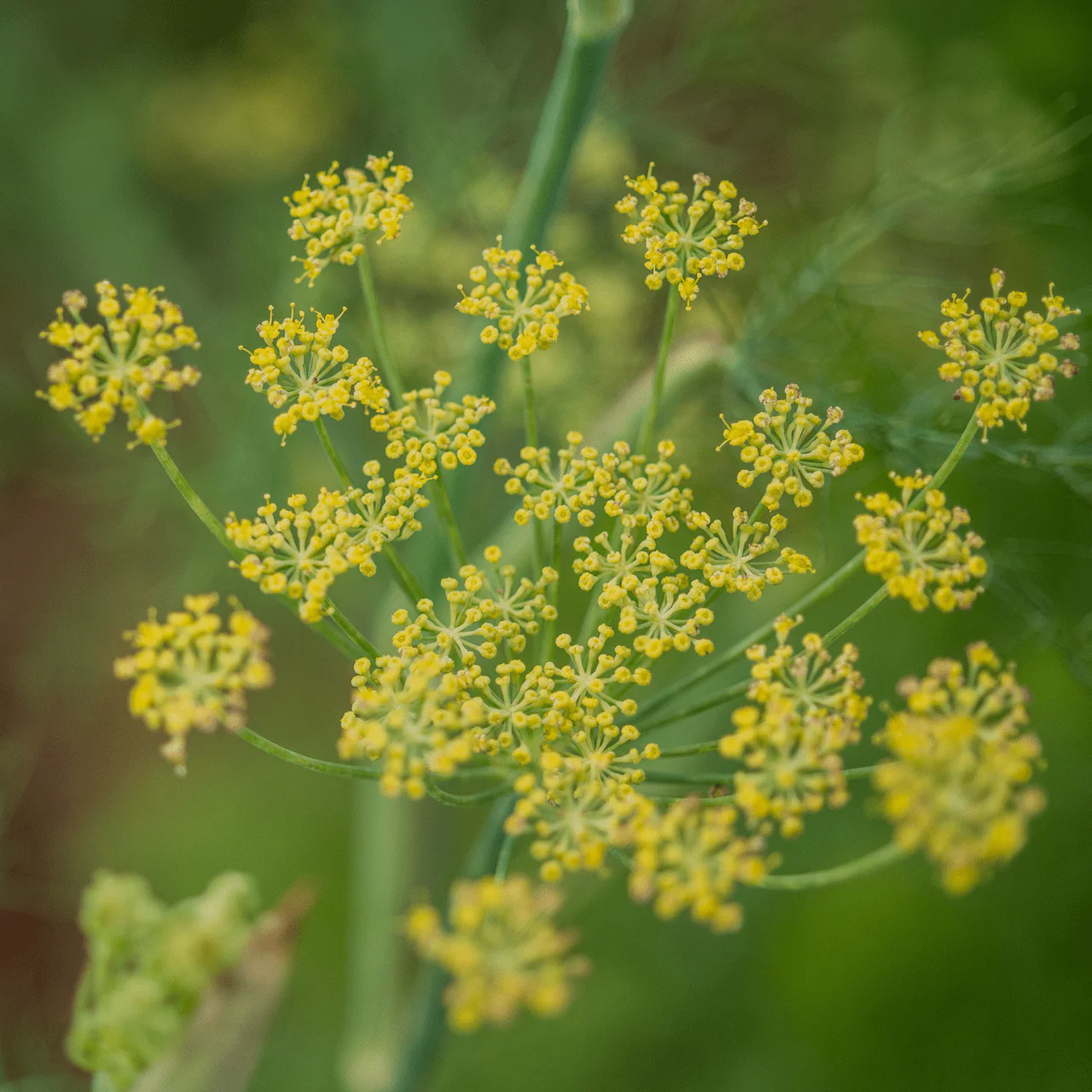 Florence Fennel Seeds (Foeniculum vulgare azoricum) - Image 5