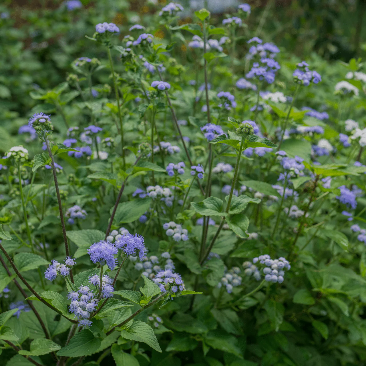 Floss Flower Seeds (Ageratum houstonianum) - Image 3