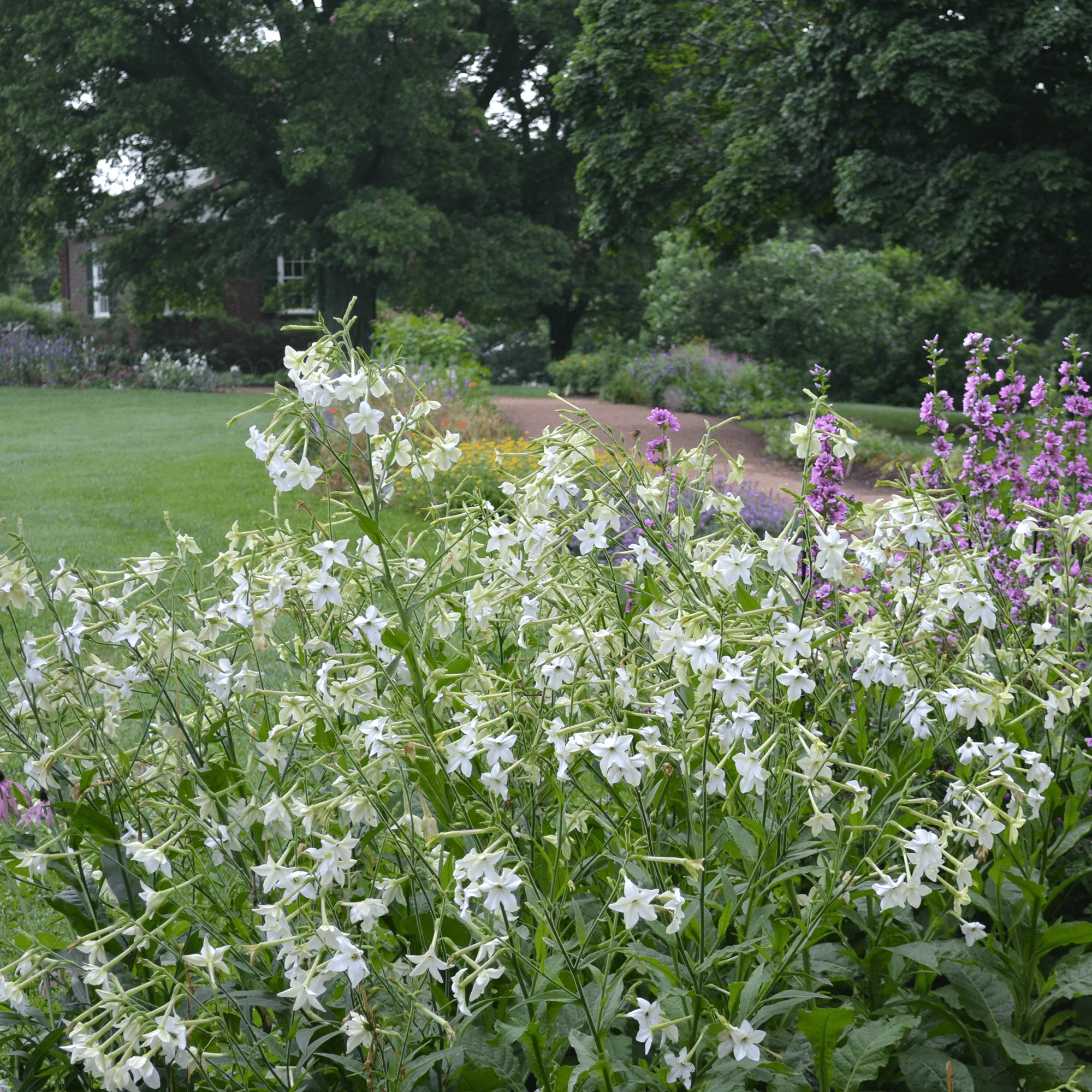 Flowering Tobacco Seeds (Nicotiana alata) - Image 3