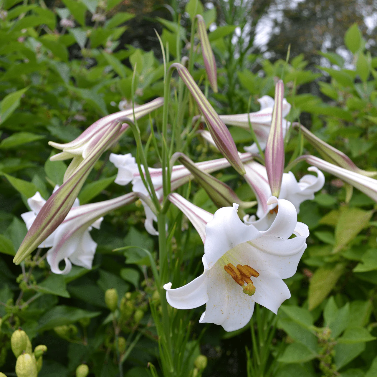 Formosa Lily Seeds (Lilium formosanum) - Image 2