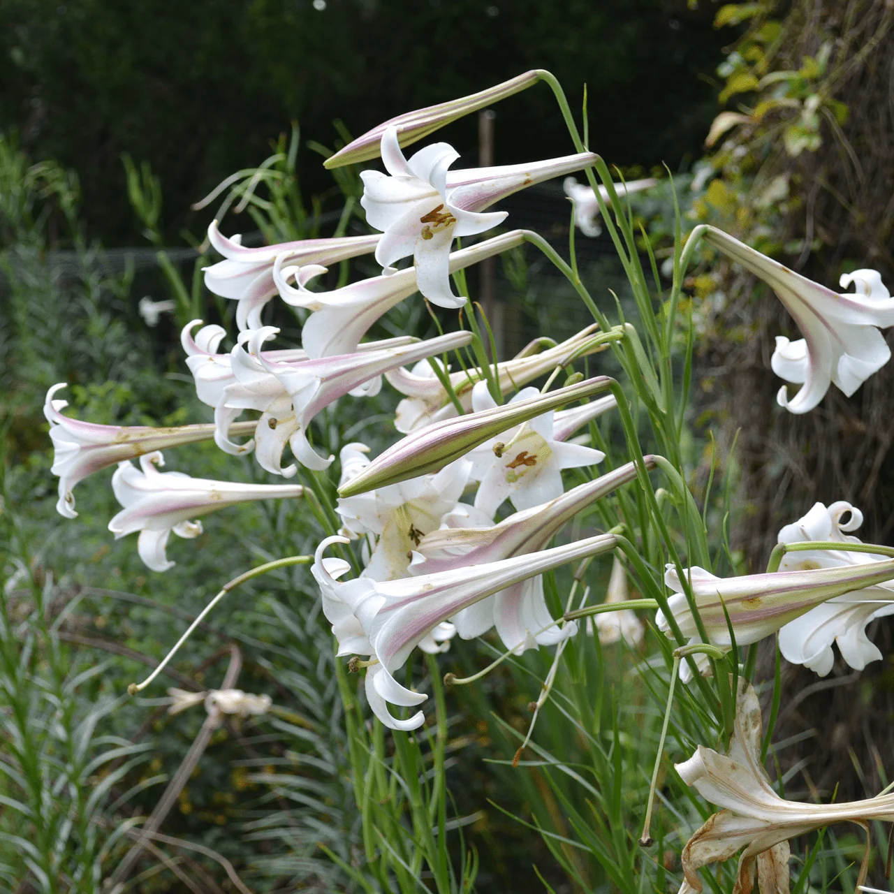 Formosa Lily Seeds (Lilium formosanum) - Image 3
