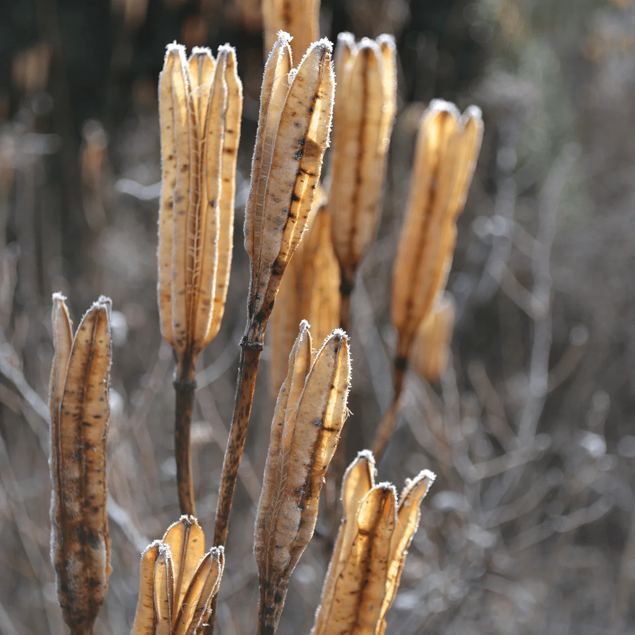Formosa Lily Seeds (Lilium formosanum) - Image 4
