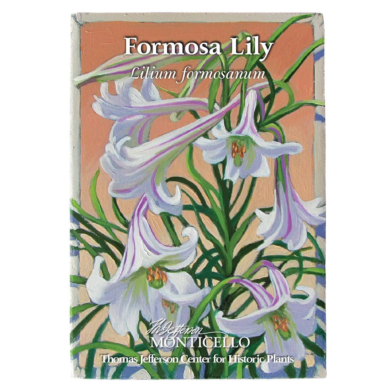 Formosa Lily Seeds (Lilium formosanum) - Image 5