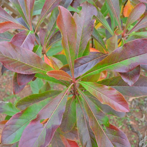 Franklin Tree (Franklinia alatamaha) - Image 2