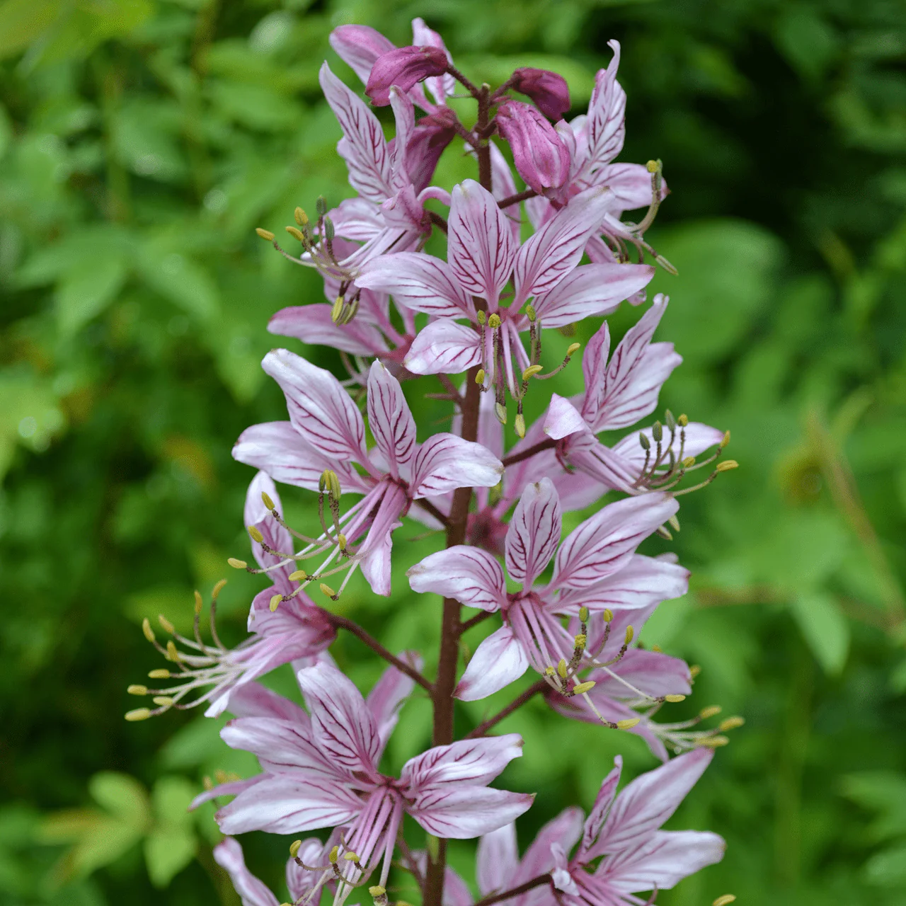 Fraxinella; Purple Gas Plant (Dictamnus albus 'Purpureus')