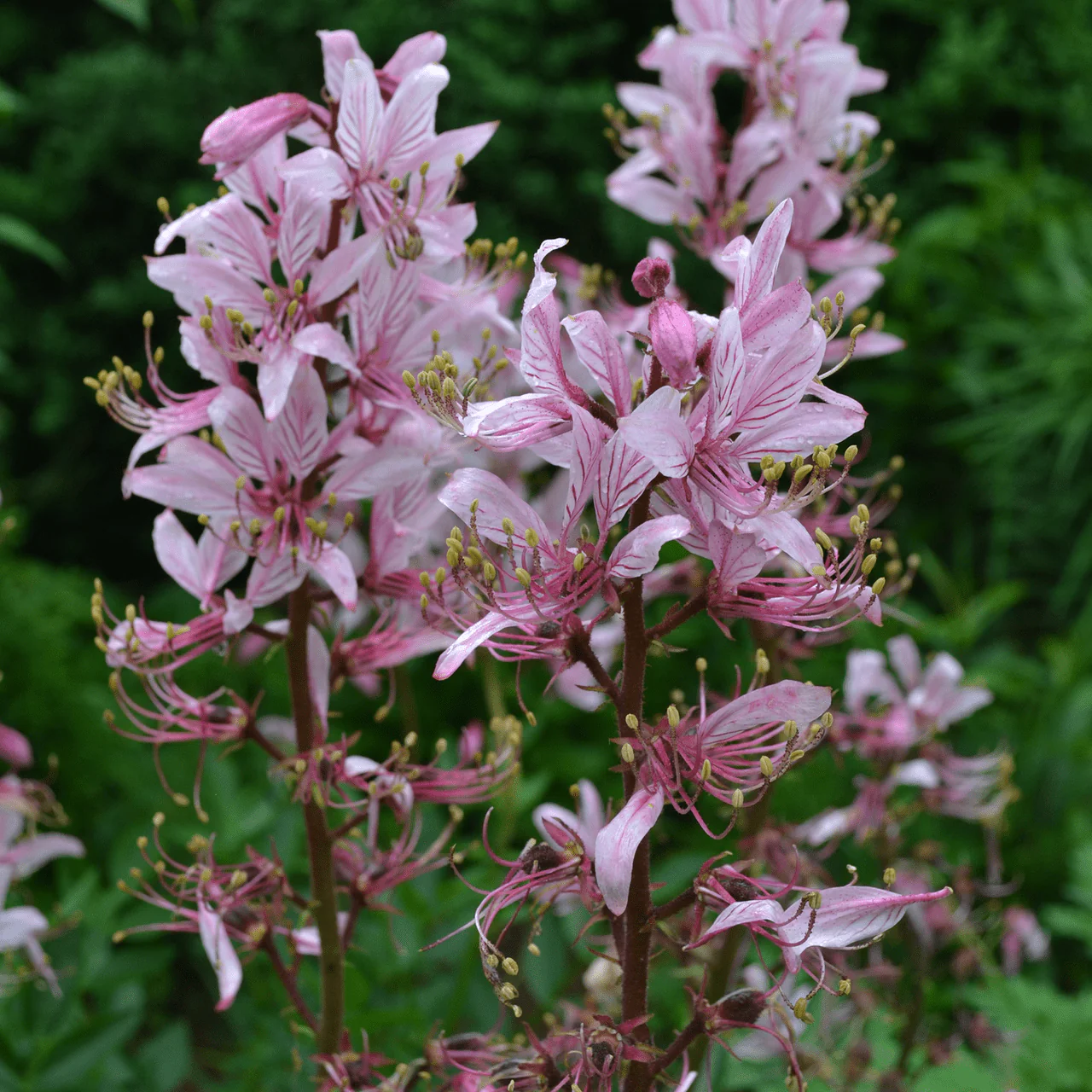 Fraxinella; Purple Gas Plant (Dictamnus albus 'Purpureus') - Image 2