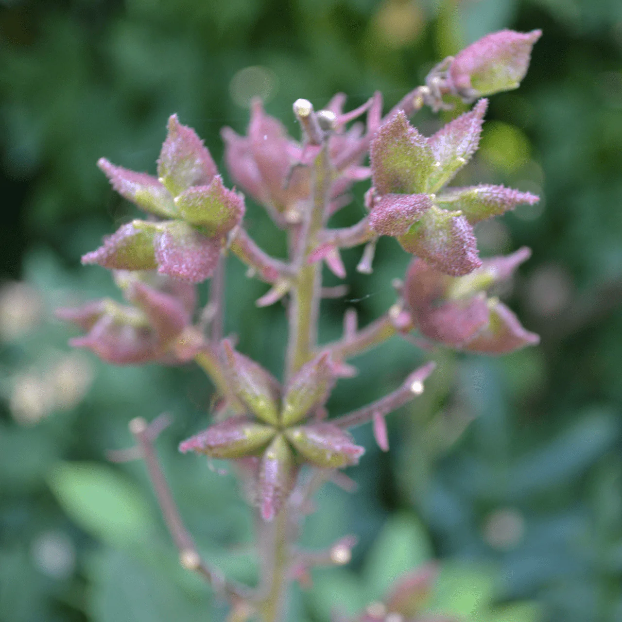 Fraxinella; Purple Gas Plant (Dictamnus albus 'Purpureus') - Image 3