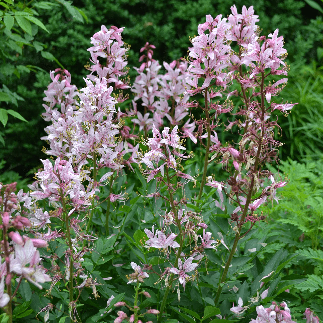 Fraxinella; Purple Gas Plant (Dictamnus albus 'Purpureus') - Image 4