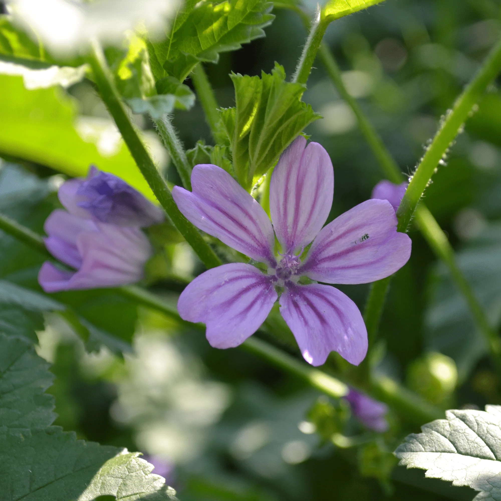 French Mallow Seeds (Malva sylvestris) - Image 3
