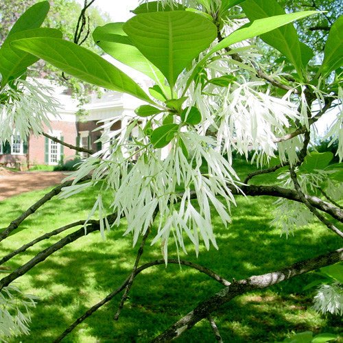 Fringe Tree (Chionanthus virginicus) - Image 2