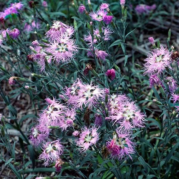 Fringed Pink (Dianthus superbus) - Image 2