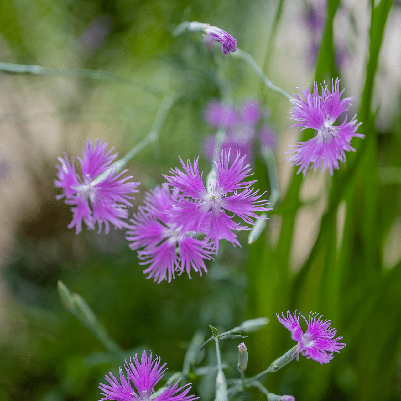 Fringed Pink (Dianthus superbus) - Image 3