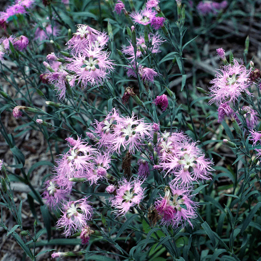 Fringed Pink Seeds (Dianthus superbus) - Image 3