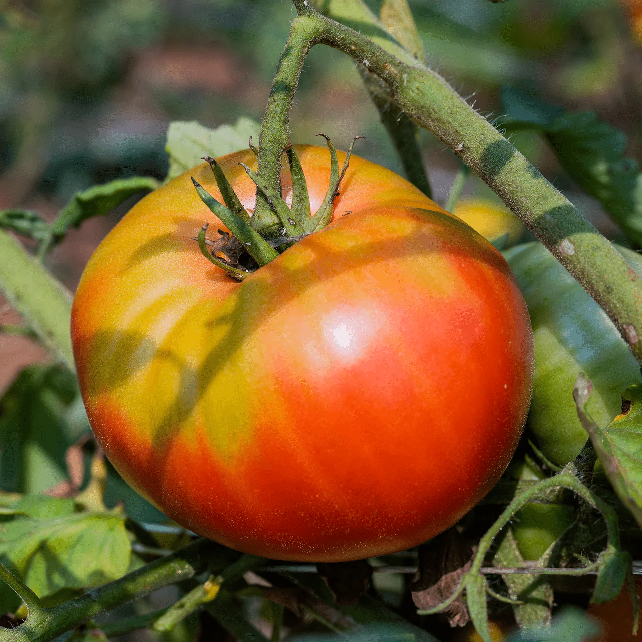German Johnson Tomato Seeds (Solanum lycopersicum cv.) - Image 2
