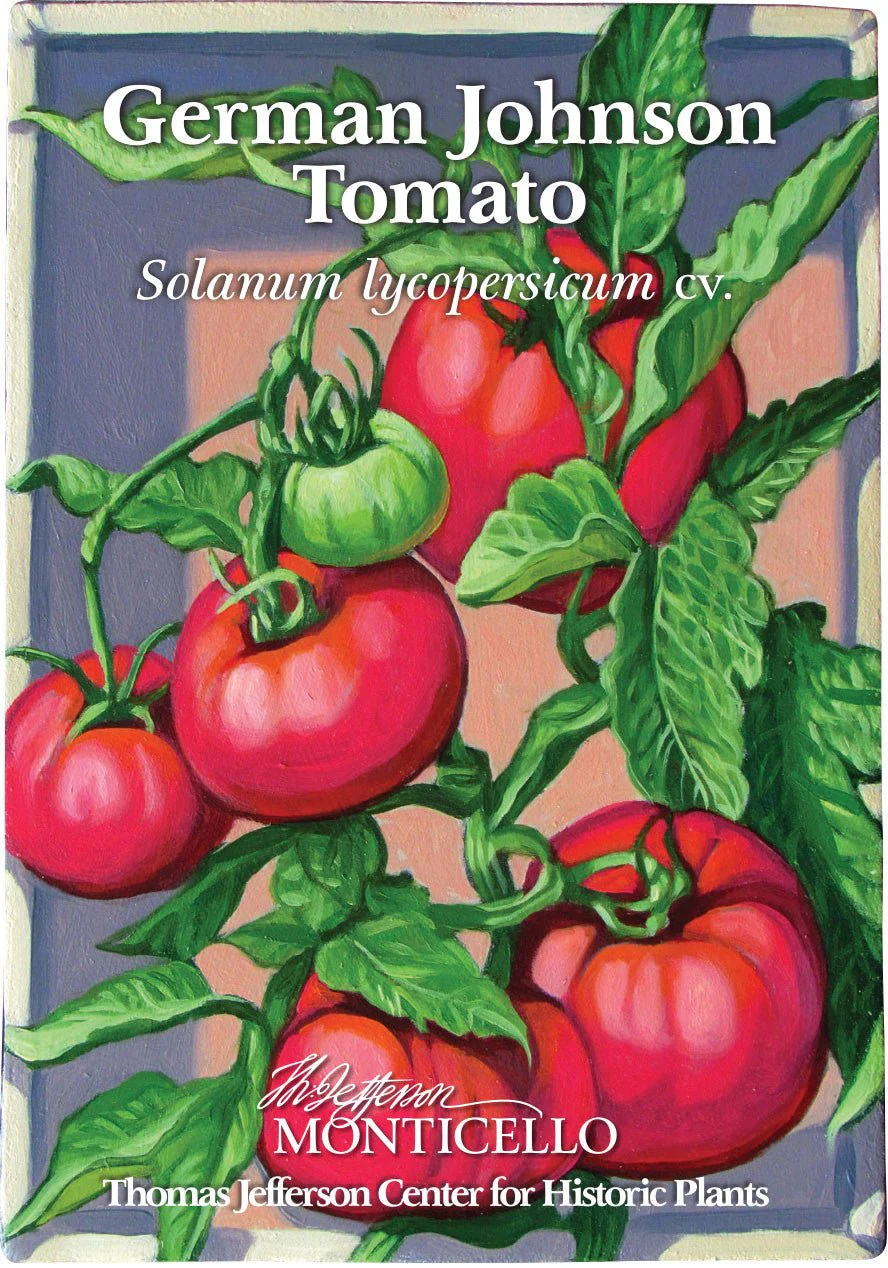 German Johnson Tomato Seeds (Solanum lycopersicum cv.) - Image 3
