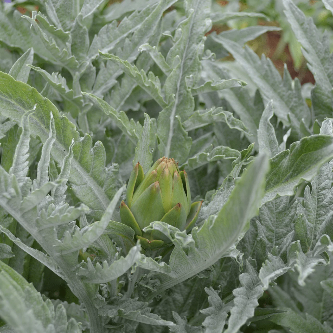 Globe Artichoke (Cynara cardunculus var. scolymus) - Image 3
