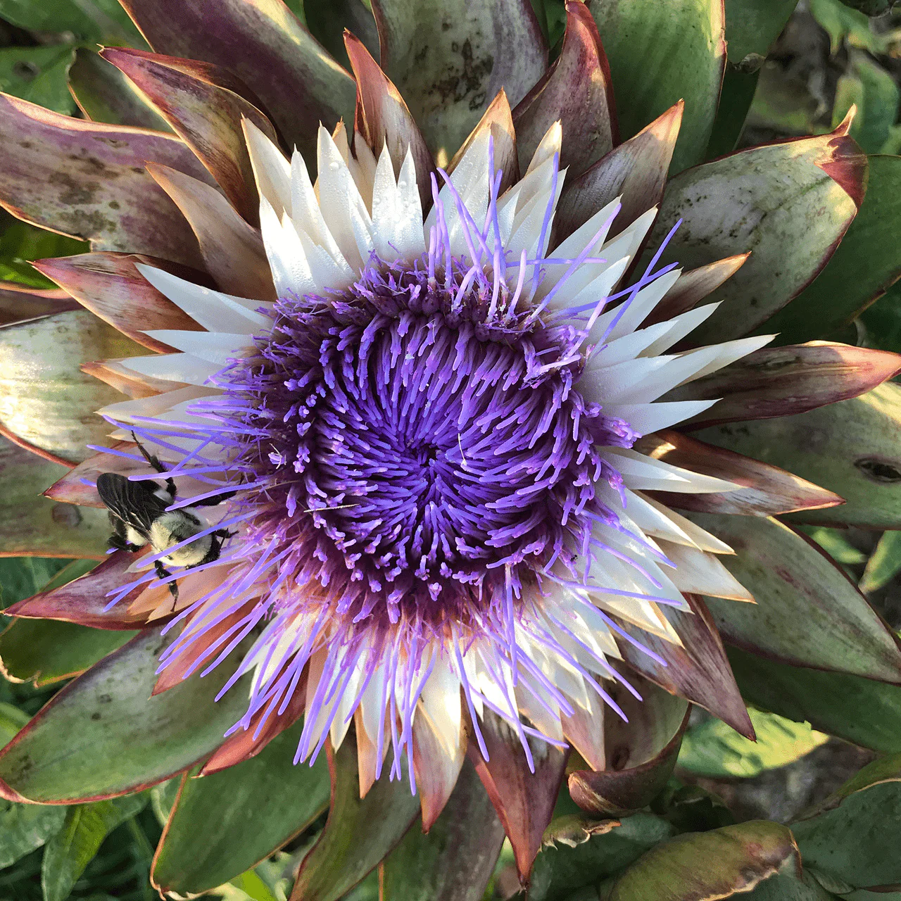 Globe Artichoke (Cynara cardunculus var. scolymus) - Image 5