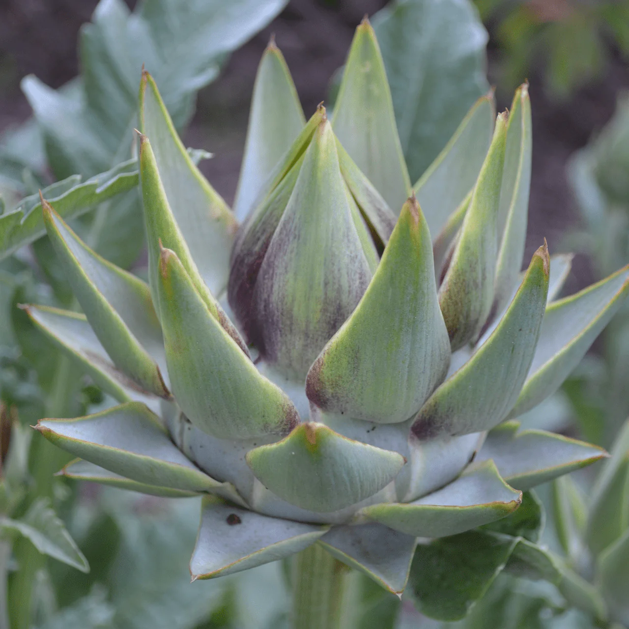 Globe Artichoke Seeds (Cynara cardunculus var. scolymus) - Image 2