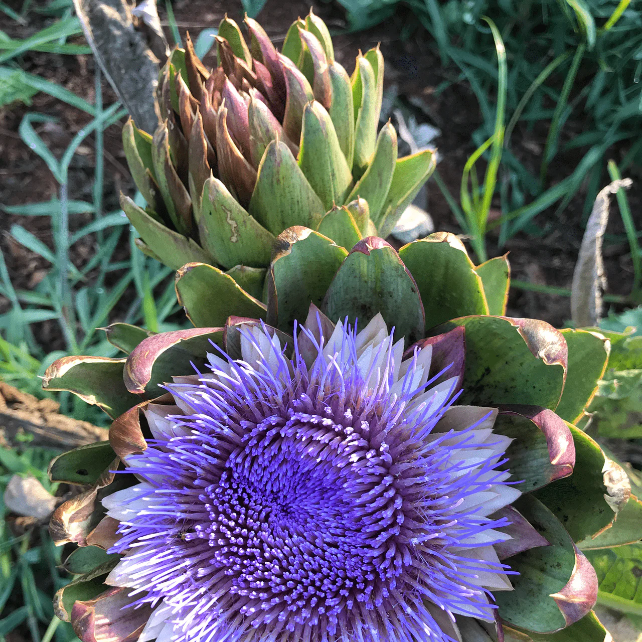 Globe Artichoke Seeds (Cynara cardunculus var. scolymus) - Image 5