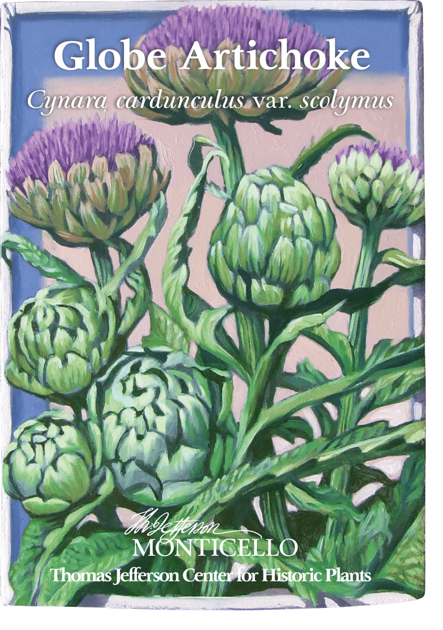 Globe Artichoke Seeds (Cynara cardunculus var. scolymus) - Image 6