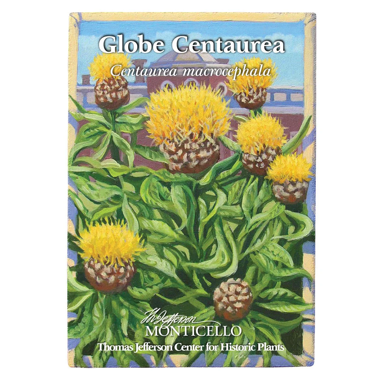 Globe Centaurea Seeds (Centaurea macrocephala) - Image 4
