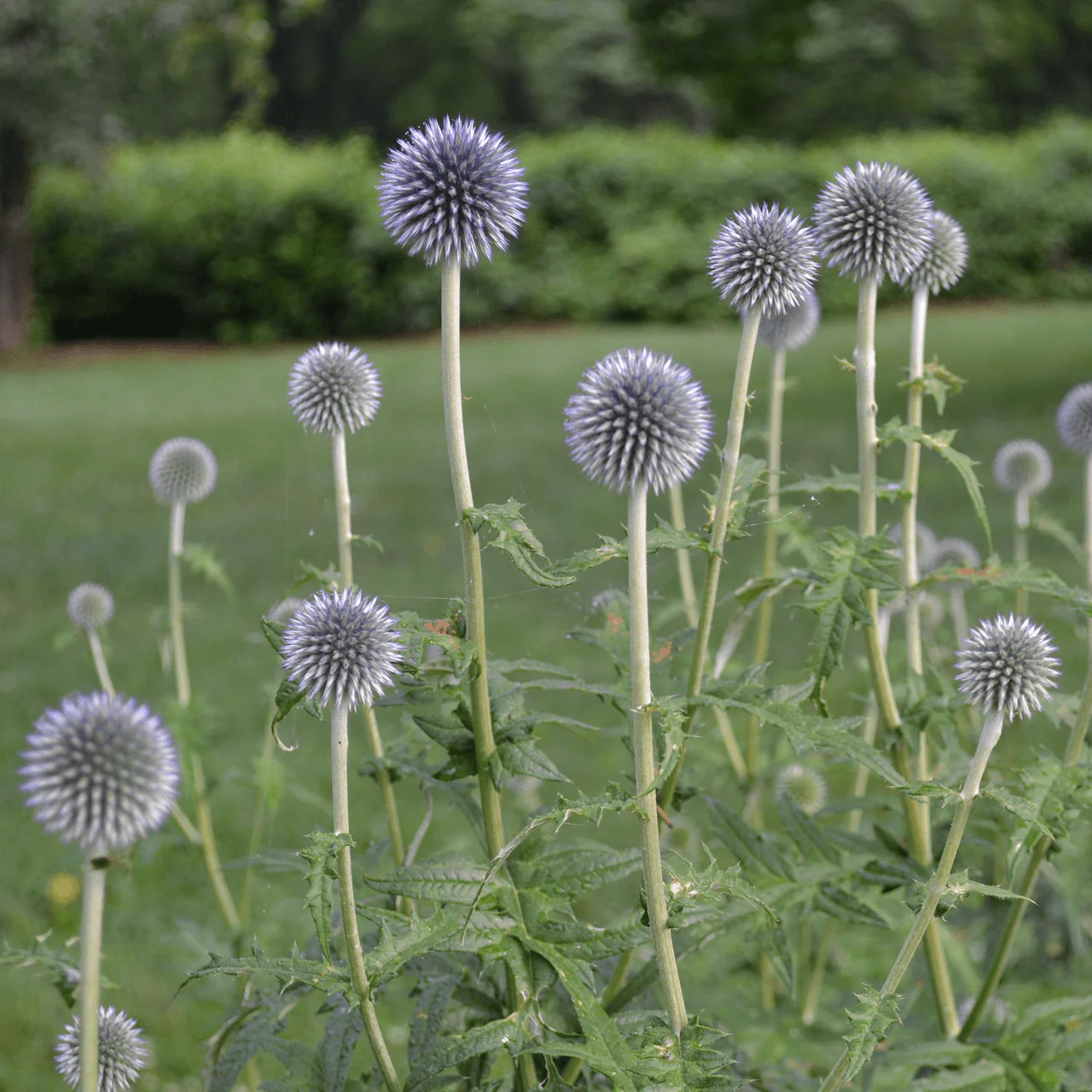 Globe Thistle (Echinops ritro) - Image 2