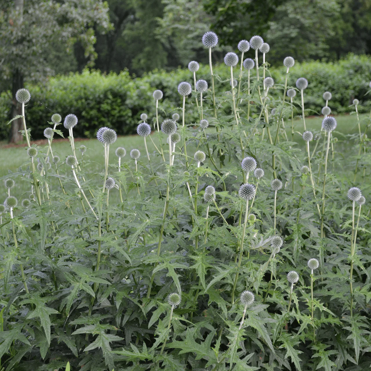 Globe Thistle (Echinops ritro) - Image 3