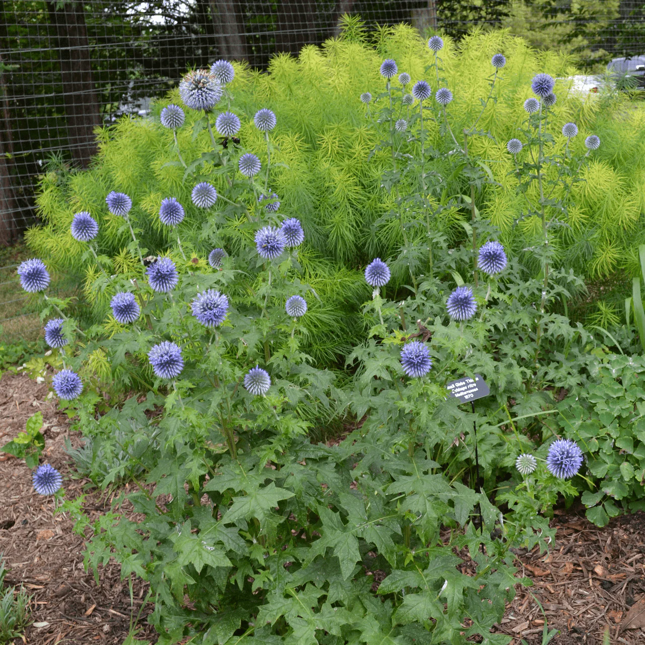 Globe Thistle (Echinops ritro) - Image 4