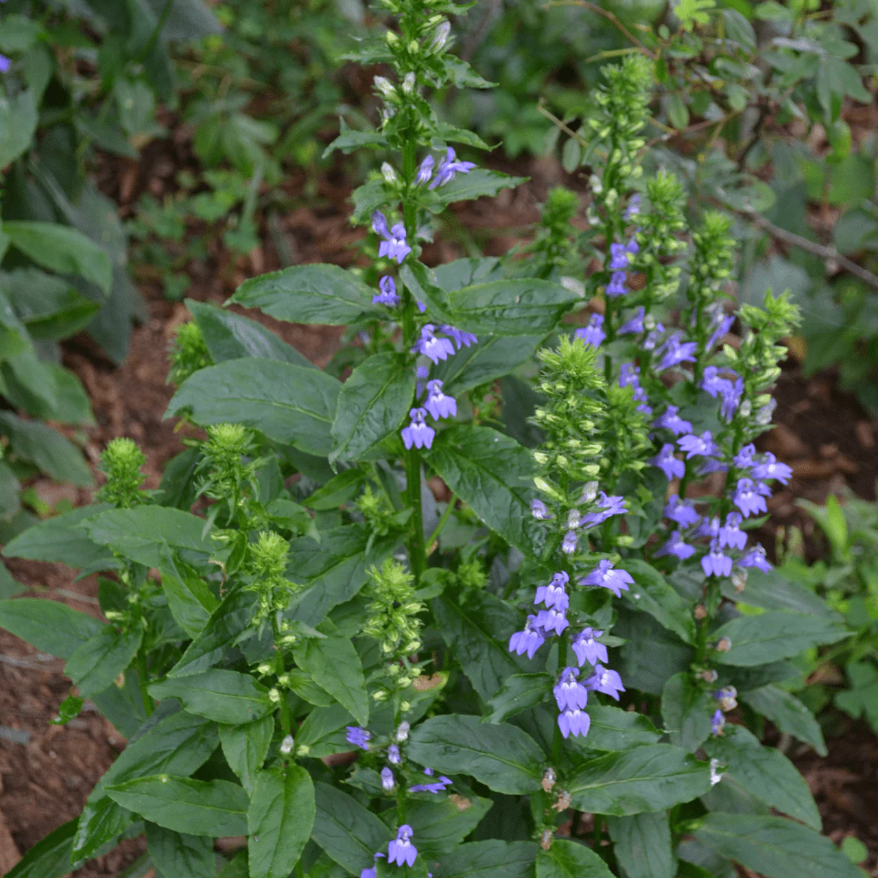 Great Blue Lobelia (Lobelia siphilitica) - Image 2
