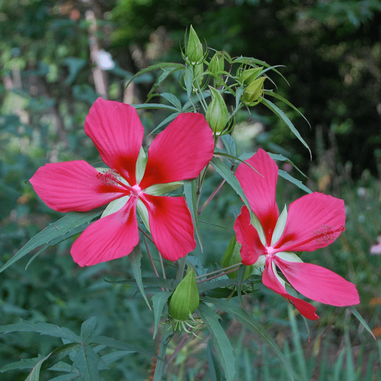 Great Red Hibiscus Seeds from Monticello (Hibiscus coccineus) - Image 2