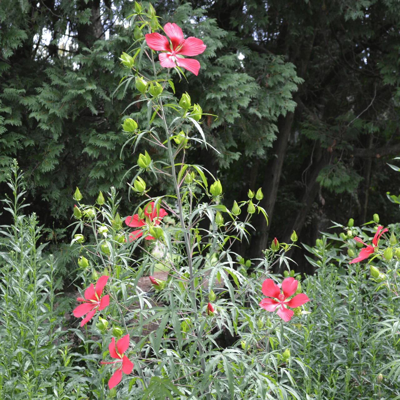 Great Red Hibiscus Seeds from Monticello (Hibiscus coccineus) - Image 3