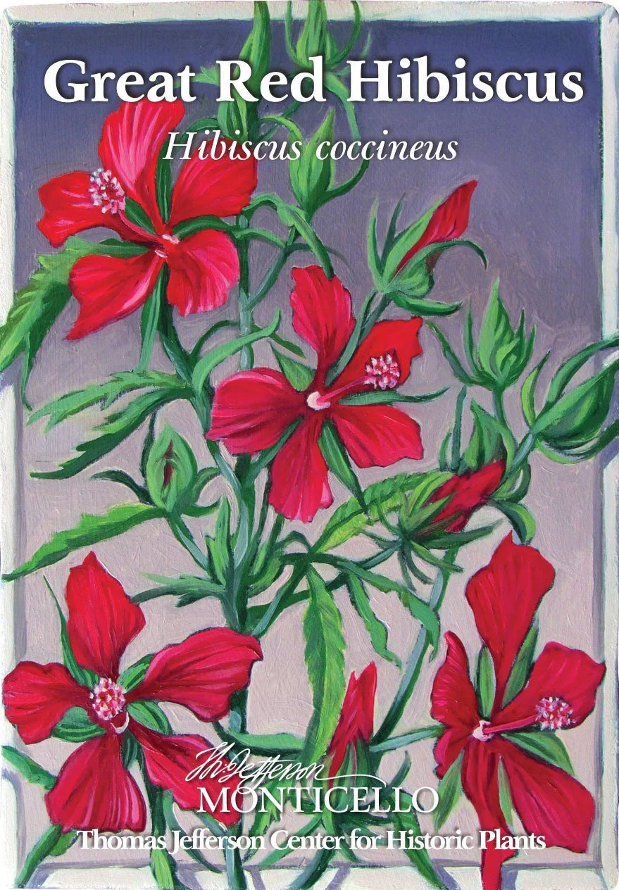 Great Red Hibiscus Seeds from Monticello (Hibiscus coccineus) - Image 4