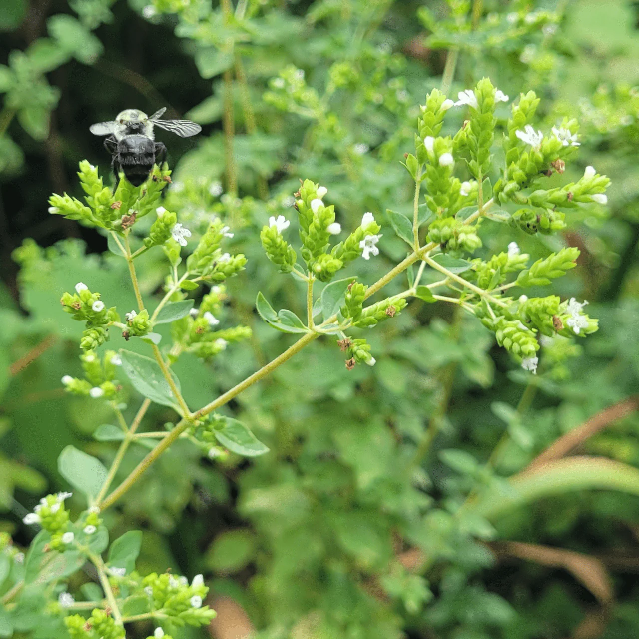 Greek Oregano (Origanum vulgare subsp. hirtum) - Image 3