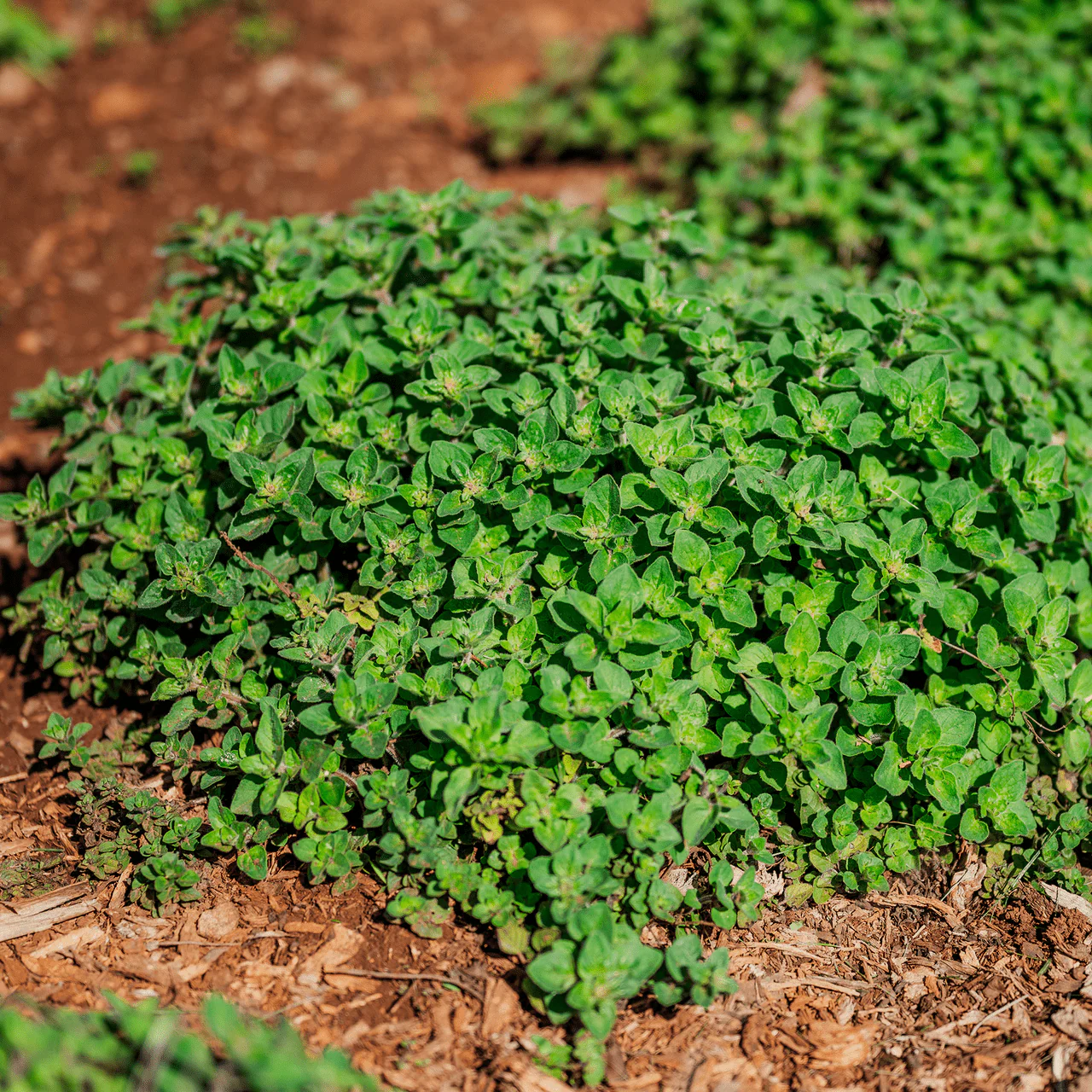 Greek Oregano Seeds (Origanum vulgare subsp. hirtum) - Image 2